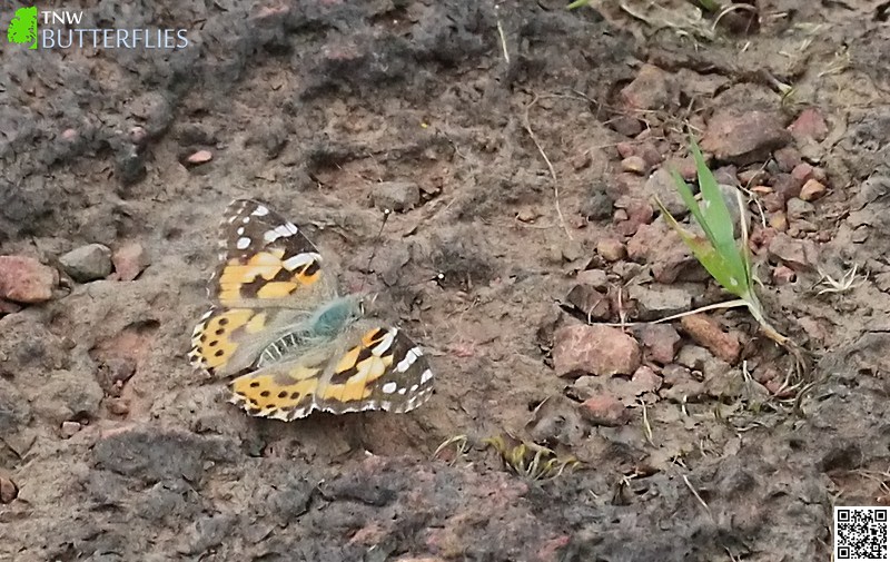 Painted Lady